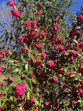 Camellia 'Hollyhocks' RARE