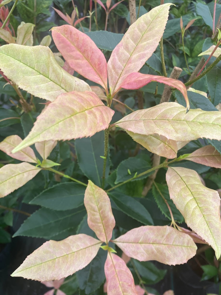 Osmanthus fragrans 'Quinnan Guifei' RARE