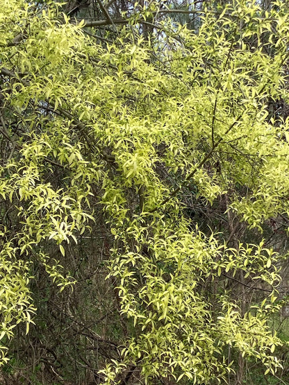 Salix integra 'Hakuro' RARE