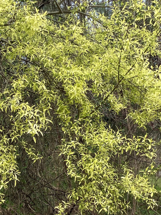 Salix integra 'Hakuro' RARE