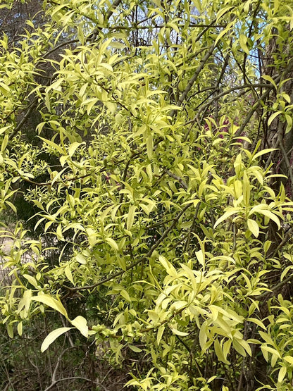Salix integra 'Hakuro' RARE