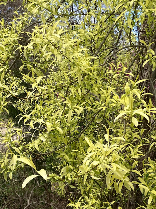 Salix integra 'Hakuro' RARE