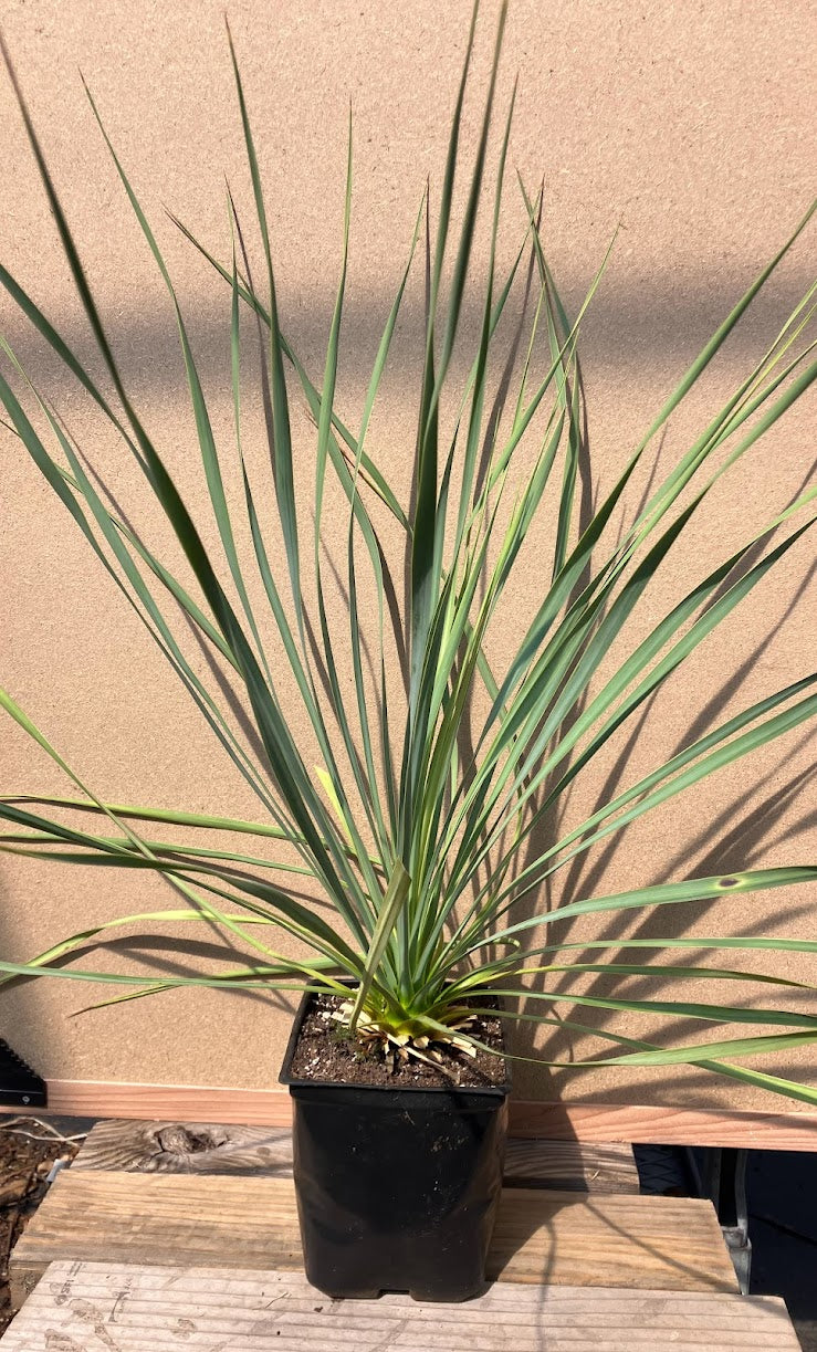 Yucca rostrata 'Sapphire Skies'