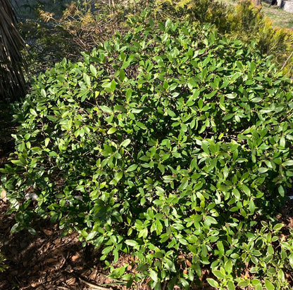 Daphne odora – Garden Treasures Nursery