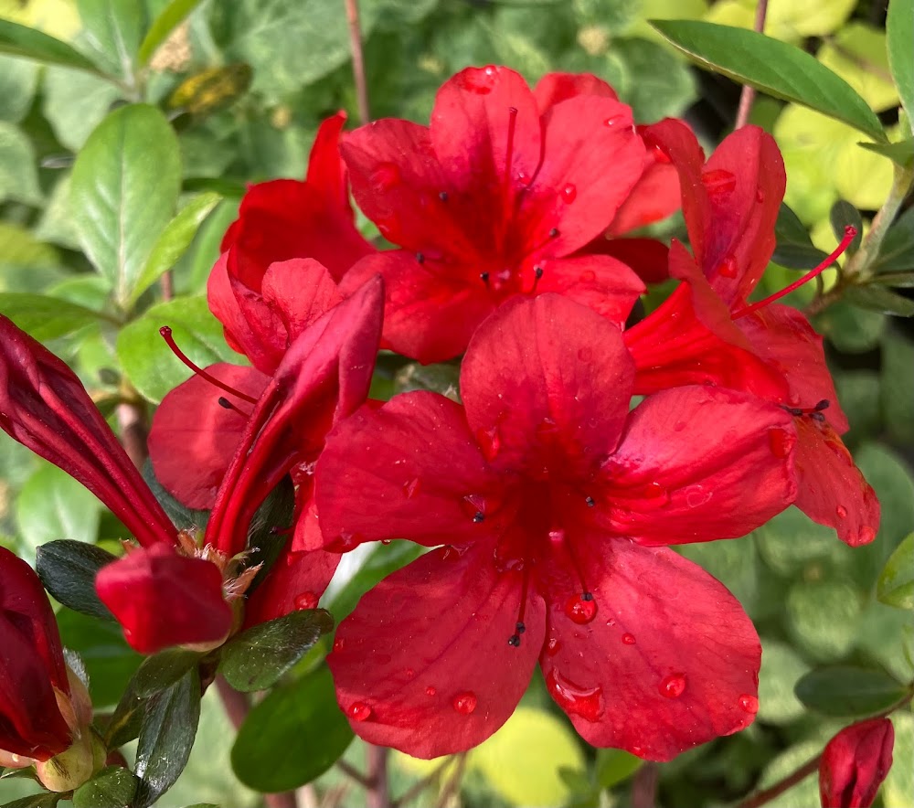 Rhododendron (azalea) 'Midnight Flare'