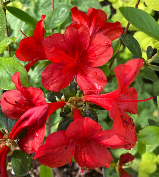 Rhododendron (azalea) 'Midnight Flare'