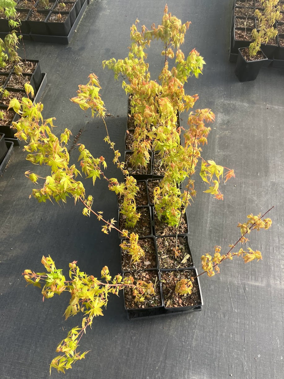 Acer palmatum "Alan's Gold's seedlings"