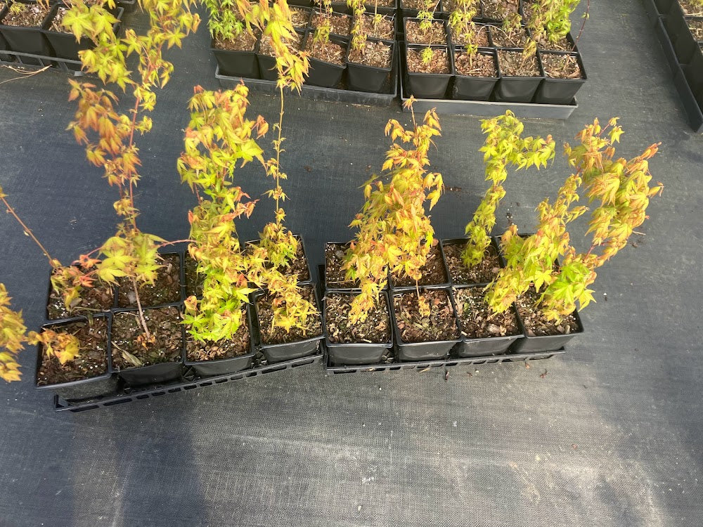 Acer palmatum "Alan's Gold's seedlings"