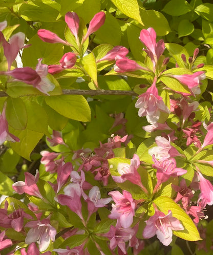 Weigela florida 'Looymansii Aurea'