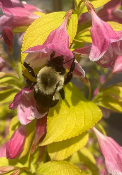 Weigela florida 'Looymansii Aurea'