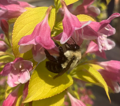 Weigela florida 'Looymansii Aurea'