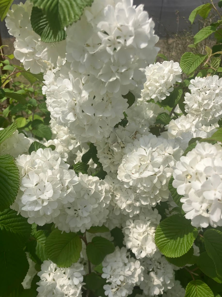 Viburnum plicatum 'Popcorn'