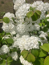Viburnum plicatum 'Popcorn'
