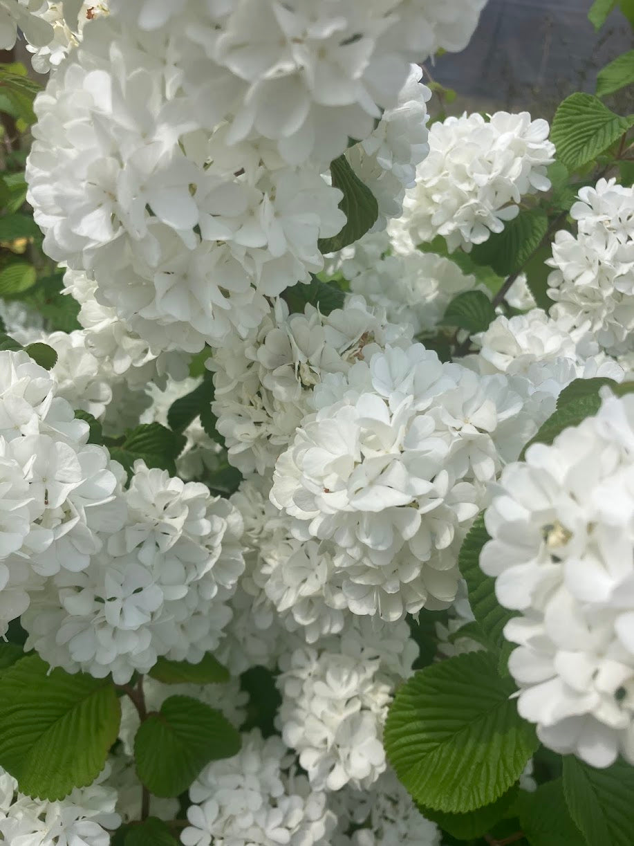 Viburnum plicatum 'Popcorn'