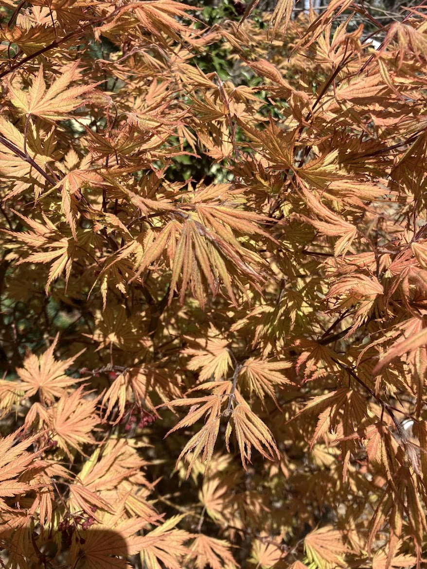 Acer palmatum 'Ariadne' Rare Japanese Maple Tree