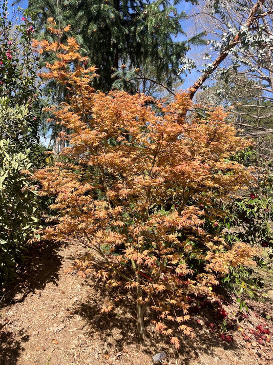 Acer palmatum 'Ariadne' Rare Japanese Maple Tree