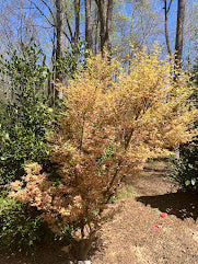 Acer palmatum 'Okukuji Nishiki' Japanese Maple