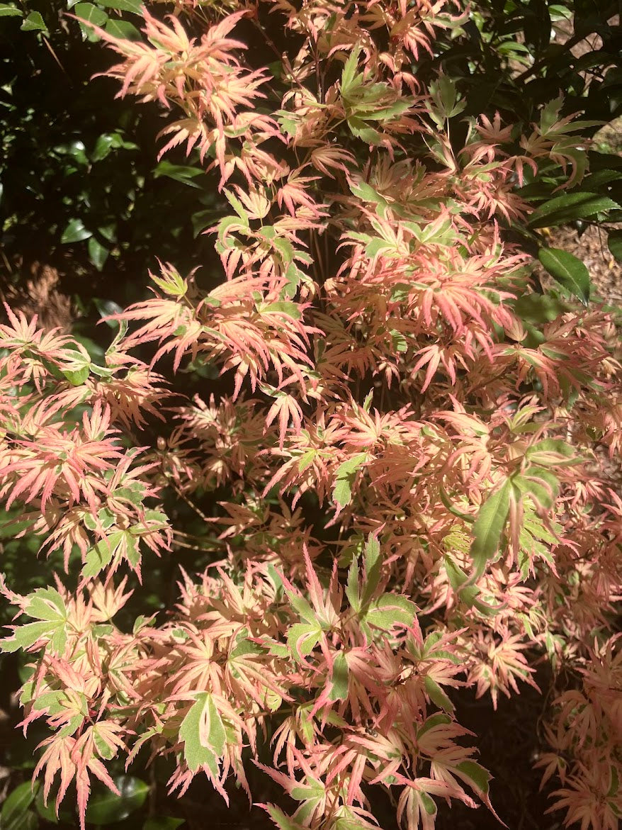 Acer palmatum 'Okukuji Nishiki' Okukuji Nishiki Japanese Maple