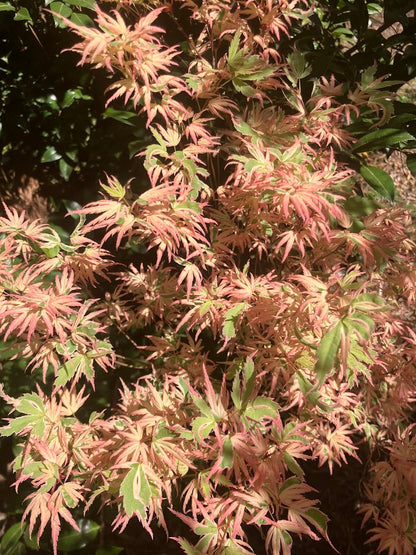 Acer palmatum 'Okukuji Nishiki' Japanese Maple