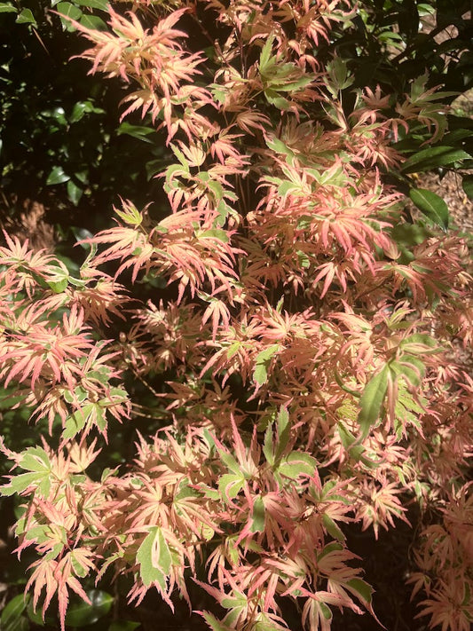 Acer palmatum 'Okukuji Nishiki' Japanese Maple