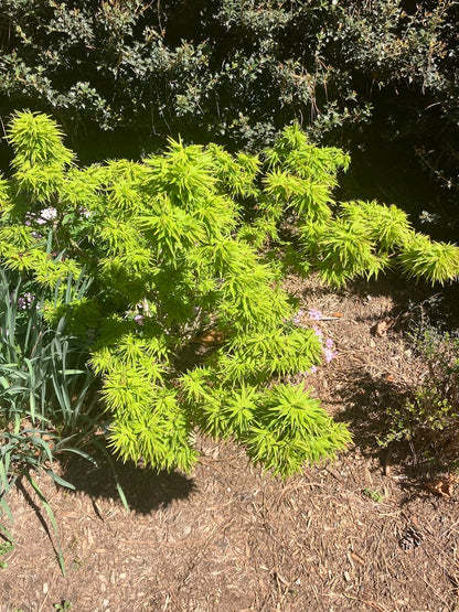 Acer palmatum 'Tattoo'