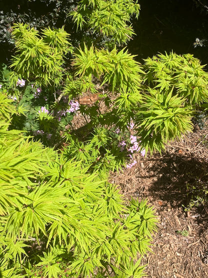 Acer palmatum 'Tattoo'