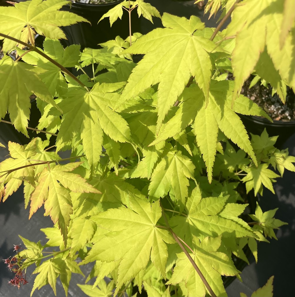 Acer shirasawanum 'Sunny'