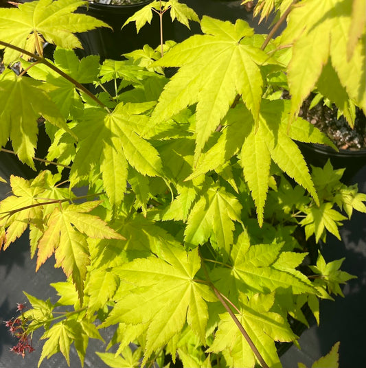 Acer shirasawanum 'Sunny'