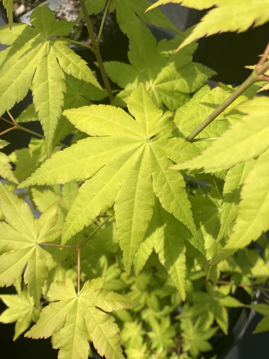 Acer shirasawanum 'Sunny'