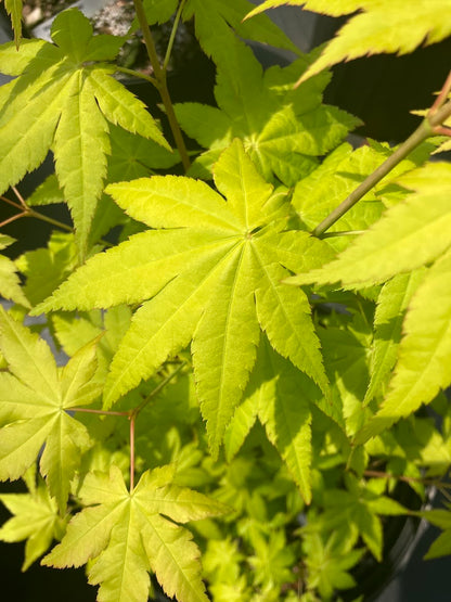 Acer shirasawanum 'Sunny'
