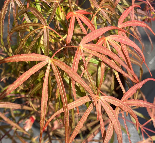 Acer palmatum 'Hubb's Red Willow'