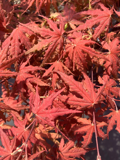 Acer palmatum 'Purple Ghost'