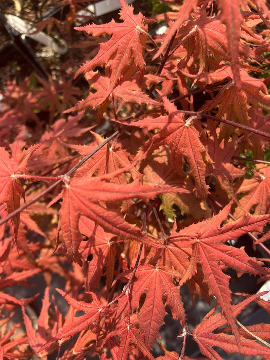 Acer palmatum 'Purple Ghost'