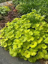 Petasites japonica 'Moonfire' EXCLUSIVE FIRST TIME WORLD RELEASE!!  RARE!!!