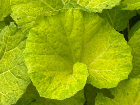 Petasites japonica 'Moonfire' EXCLUSIVE FIRST TIME WORLD RELEASE!!  RARE!!!
