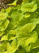 Petasites japonica 'Moonfire' EXCLUSIVE FIRST TIME WORLD RELEASE!!  RARE!!!