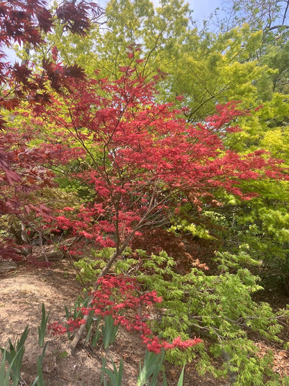 Acer palmatum 'Purple Ghost'