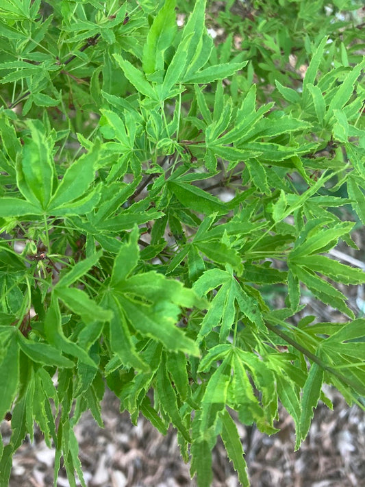 Acer palmatum 'Ao Kanzashi' Japanese Maple