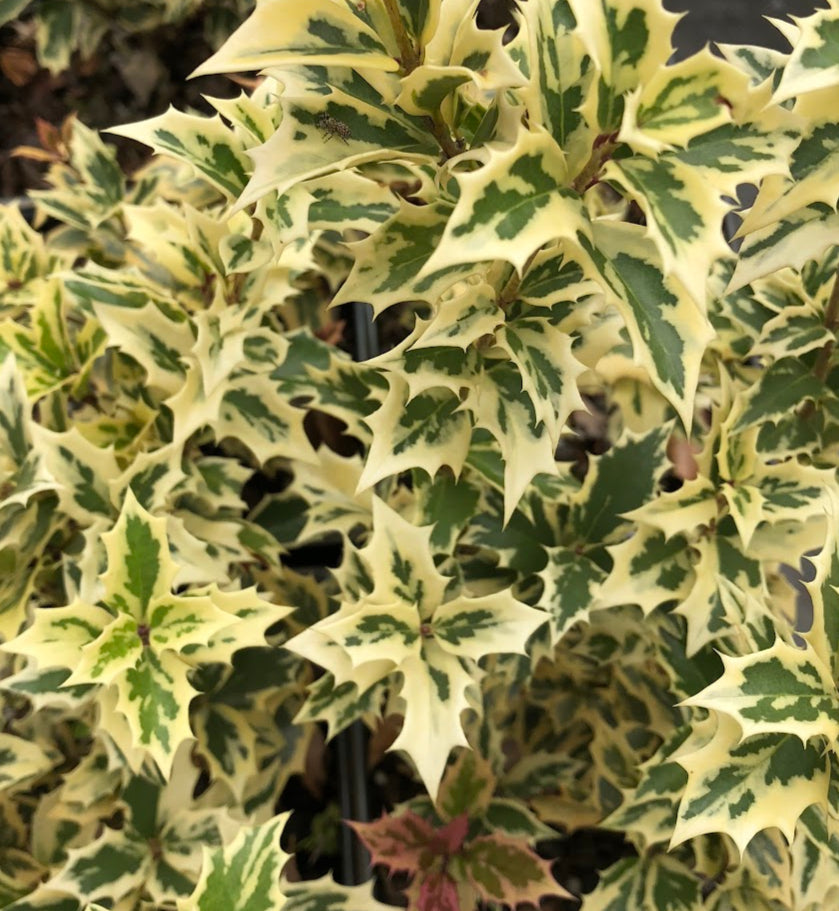 Osmanthus heterophyllus 'Variegatus'