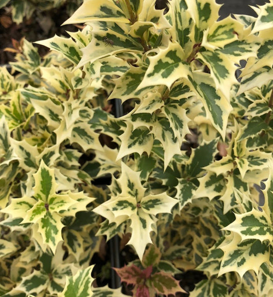 Osmanthus heterophyllus 'Variegatus'