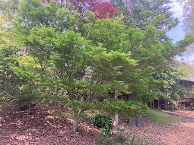 Acer palmatum 'Ao Kanzashi' Japanese Maple