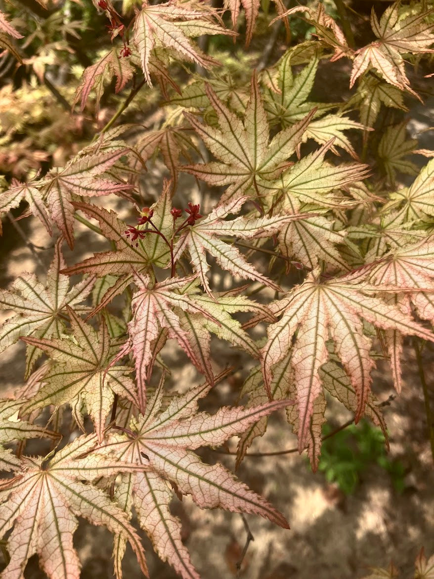 Acer palmatum 'Peaches and Cream'