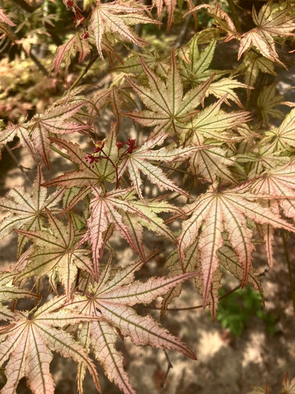 Acer palmatum 'Peaches and Cream'