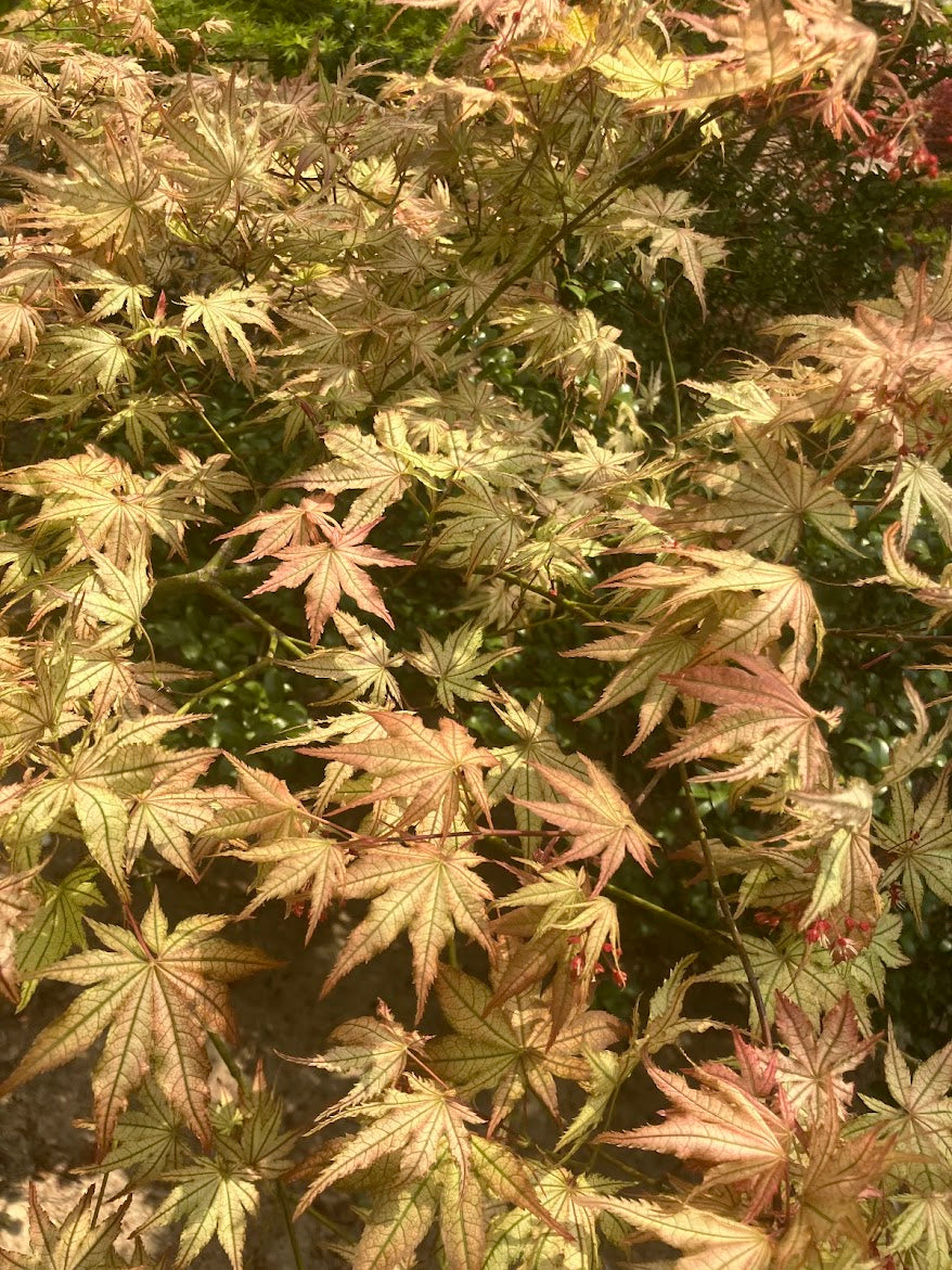 Acer palmatum 'Peaches and Cream'