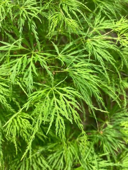 Acer palmatum 'Emerald Lace'