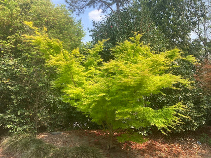 Acer palmatum 'Clarabell' Japanese Maple