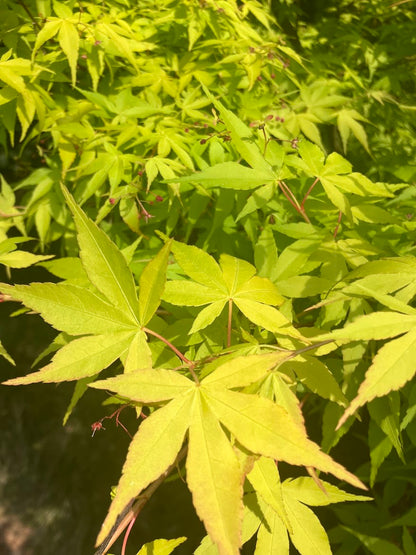 Acer palmatum 'Clarabell' Japanese Maple