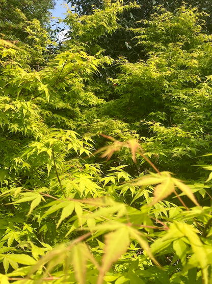 Acer palmatum 'Clarabell' Japanese Maple