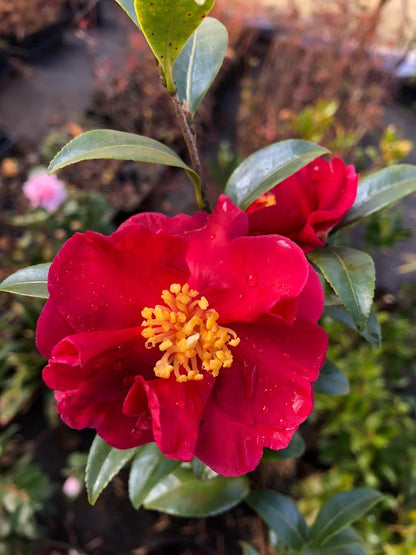 Camellia sasanqua 'Radiant Red' EXLUSIVE NEW GARDEN TREASURES RELEASE!  RARE!!!