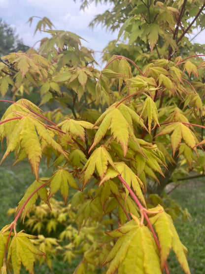 Acer palmatum 'Sunburst' EXCLUSIVE GARDEN TREASURES NEW RELEASE - RARE!!!